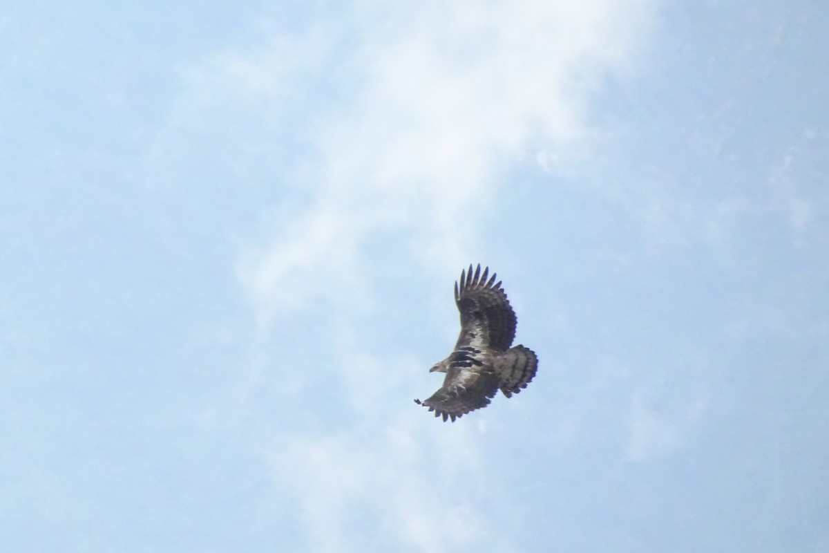 Black-and-chestnut Eagle - ML164966631
