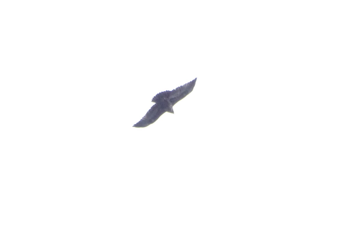 Black-chested Buzzard-Eagle - ML164966701