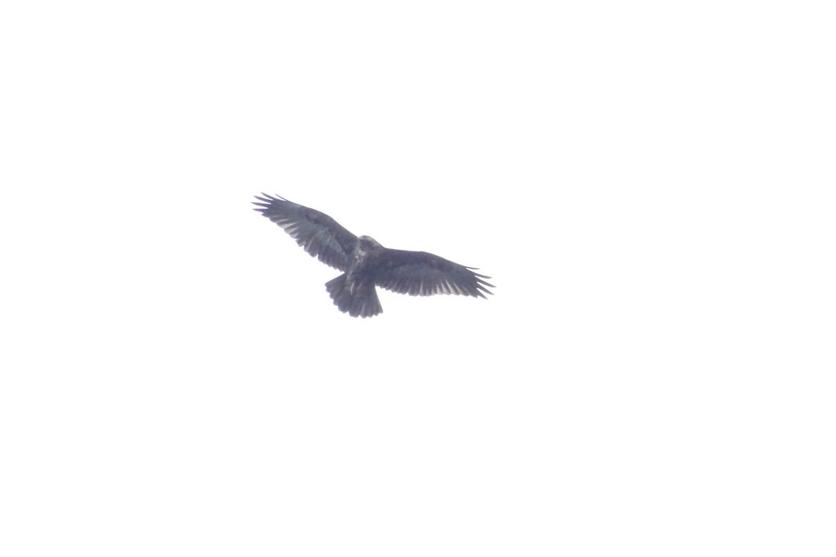 Black-chested Buzzard-Eagle - ML164966711