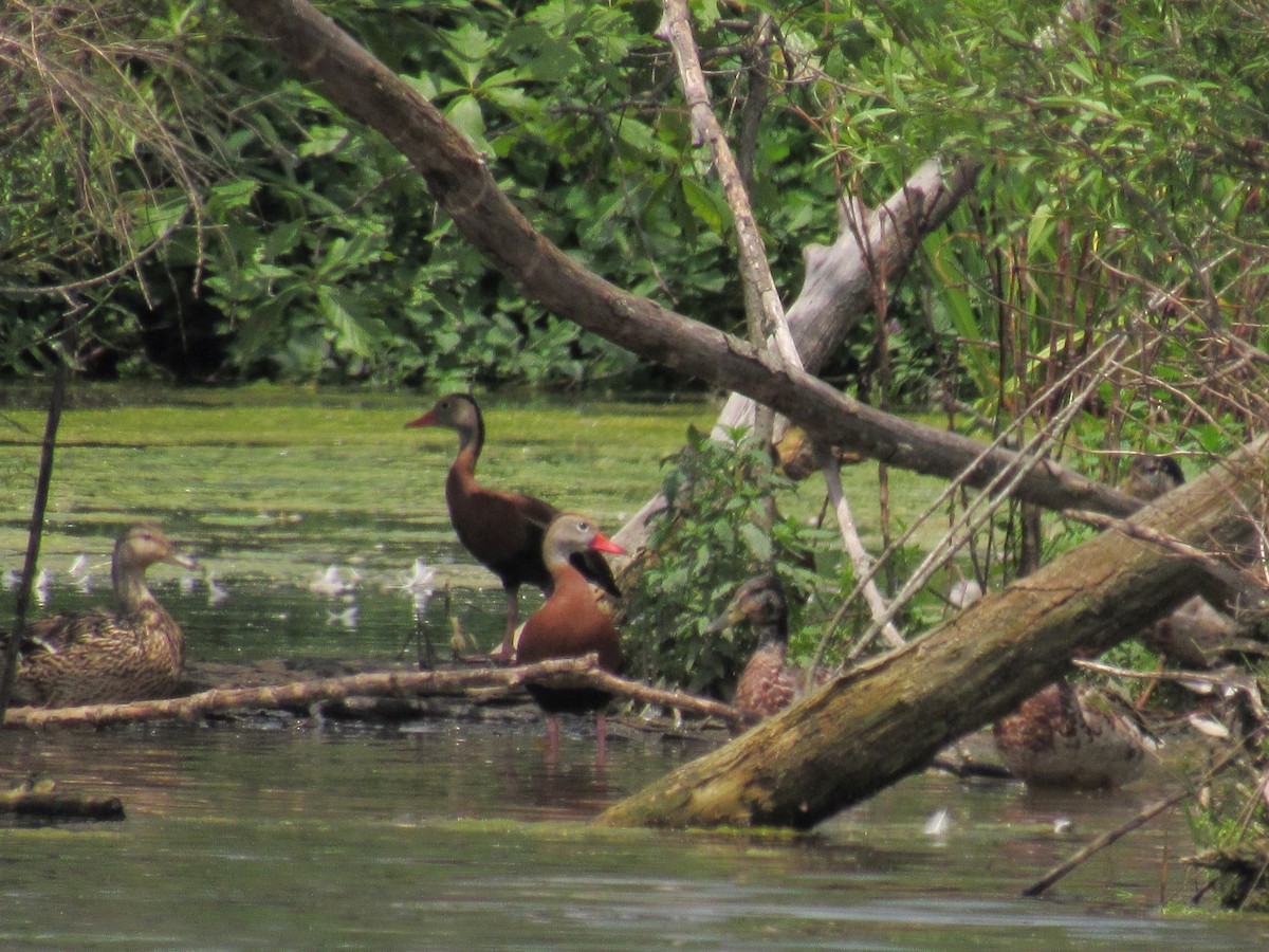 Black-bellied Whistling-Duck - Dennis Harnly