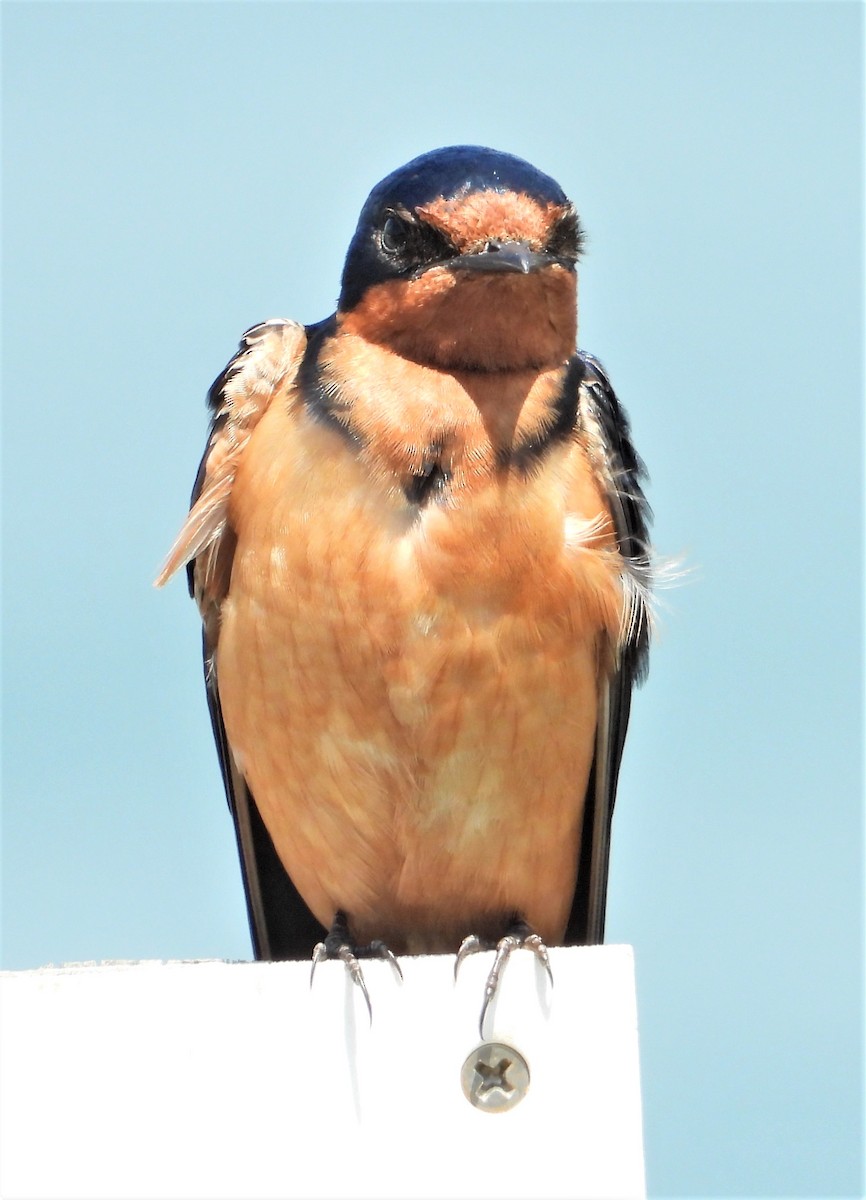 Barn Swallow - ML164975301