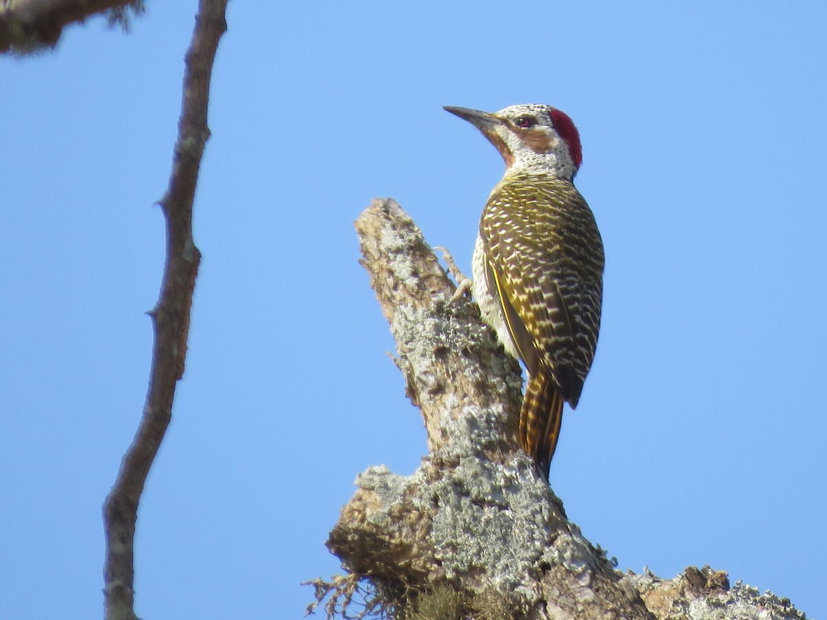 Bennett's Woodpecker (Bennett's) - ML164977821