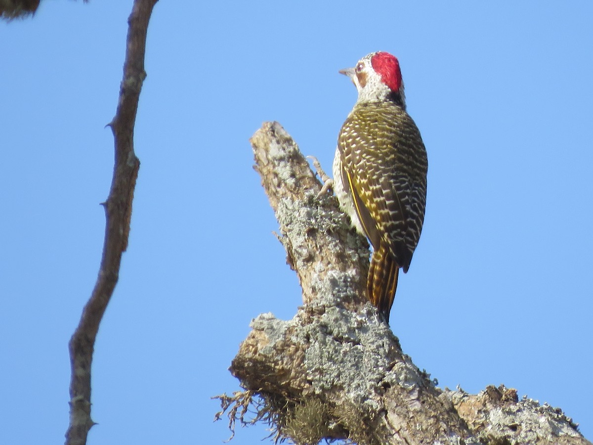 Bennett's Woodpecker (Bennett's) - ML164977831