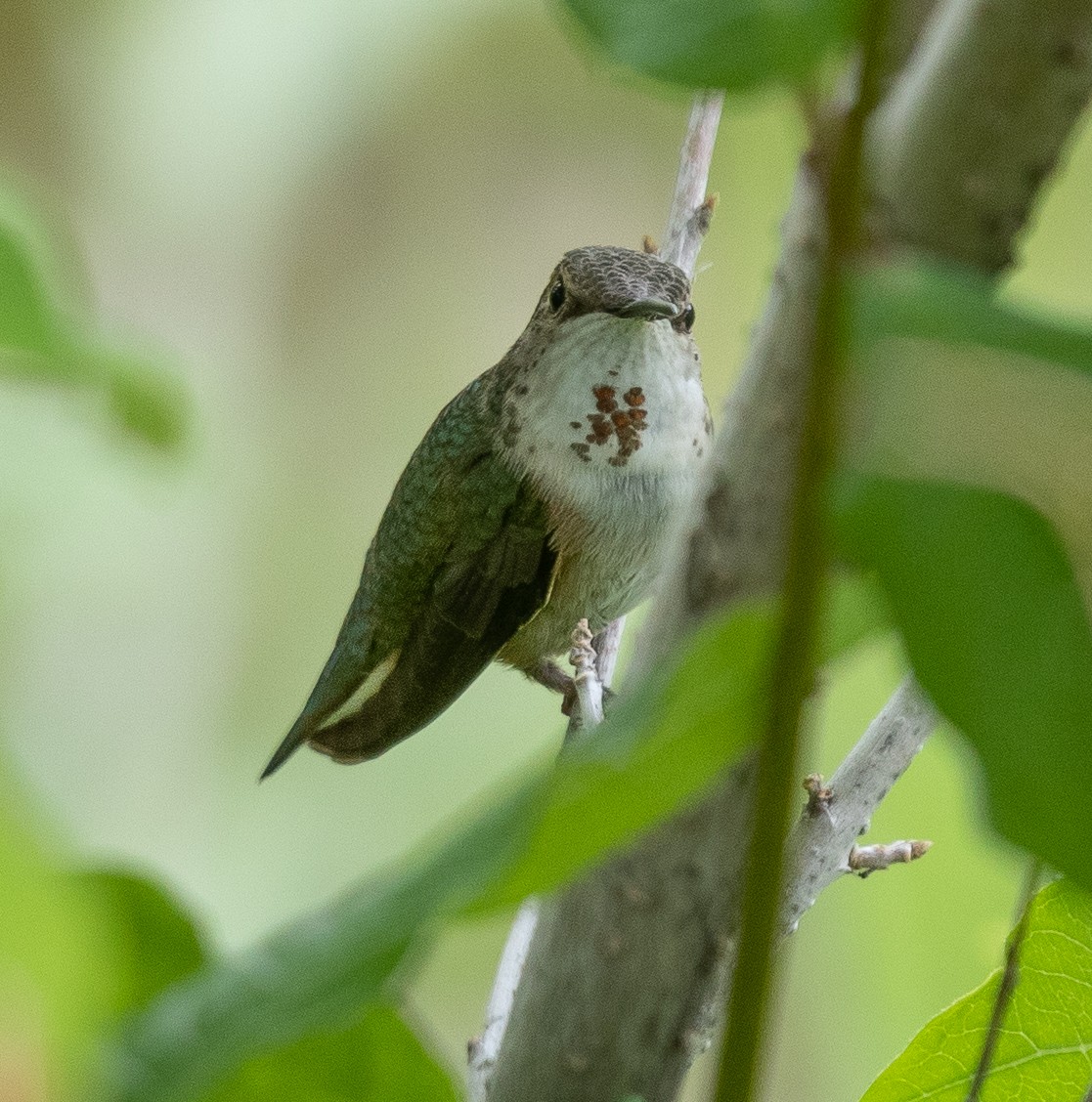 Rufous Hummingbird - ML164983591
