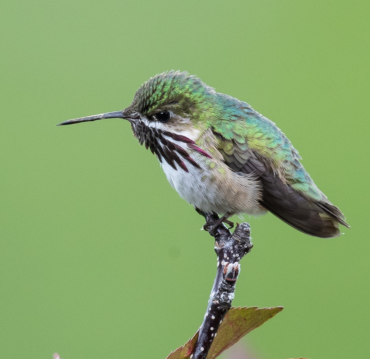 Calliope Hummingbird - ML164983781