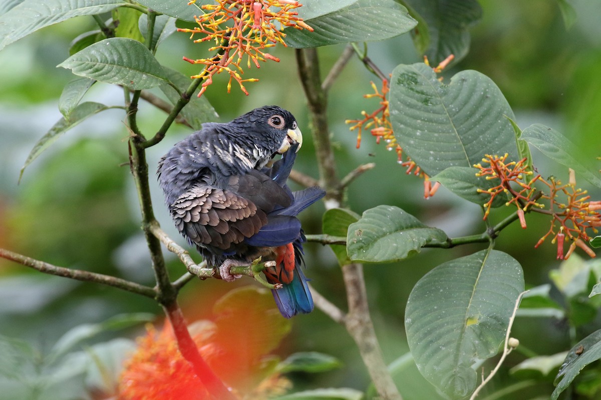 Bronze-winged Parrot - Charley Hesse TROPICAL BIRDING