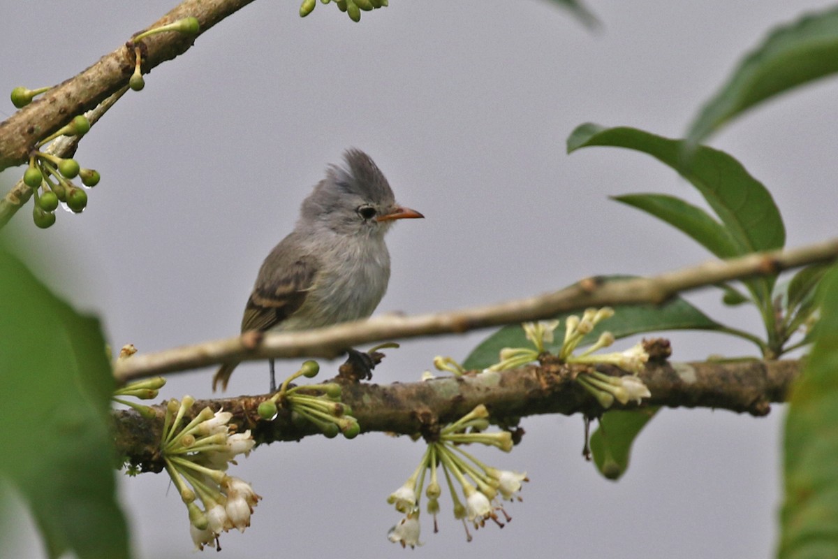 Southern Beardless-Tyrannulet (Southern) - Charley Hesse TROPICAL BIRDING