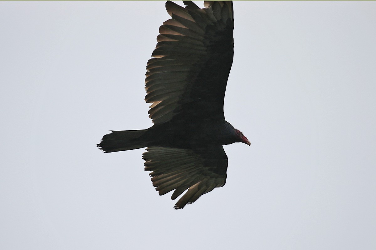 Turkey Vulture (South Temperate) - Charley Hesse TROPICAL BIRDING