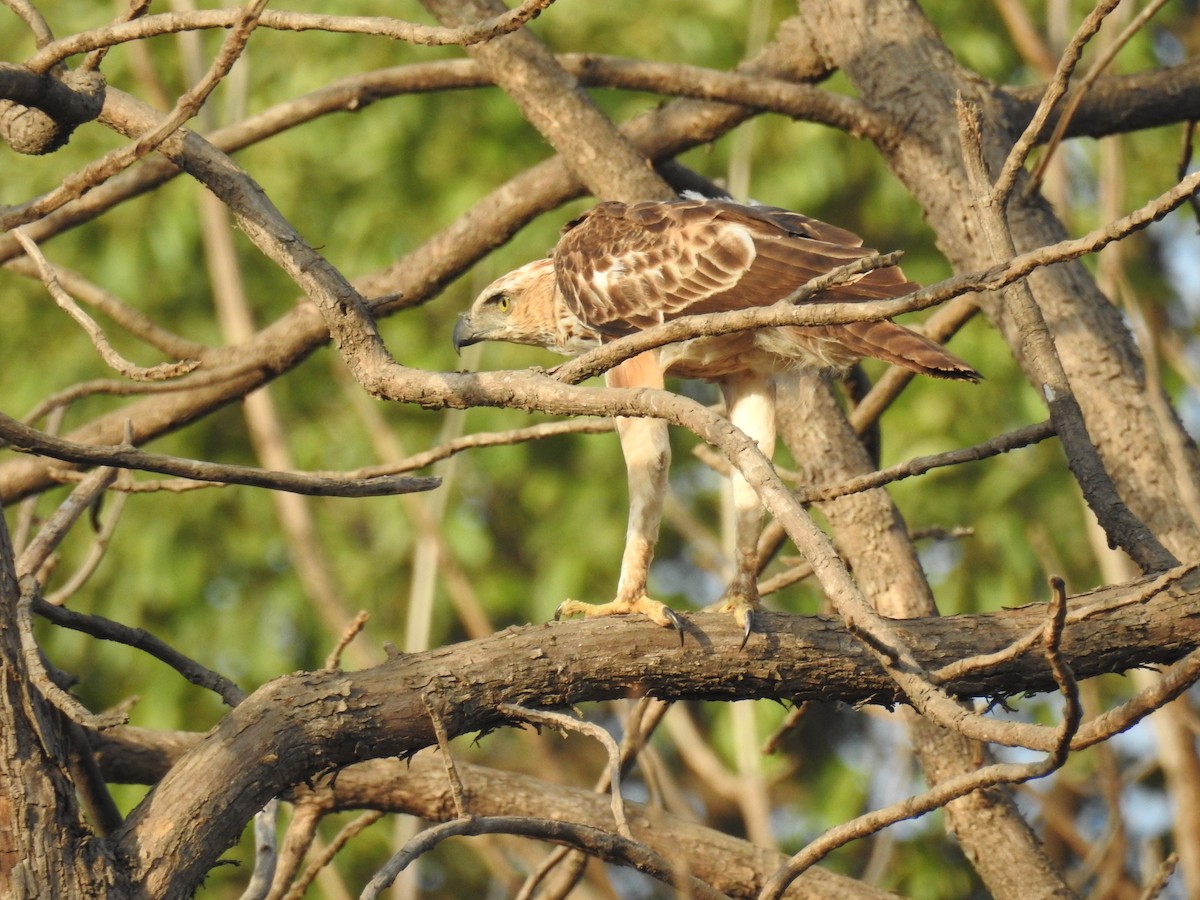 Changeable Hawk-Eagle (Crested) - ML164987271