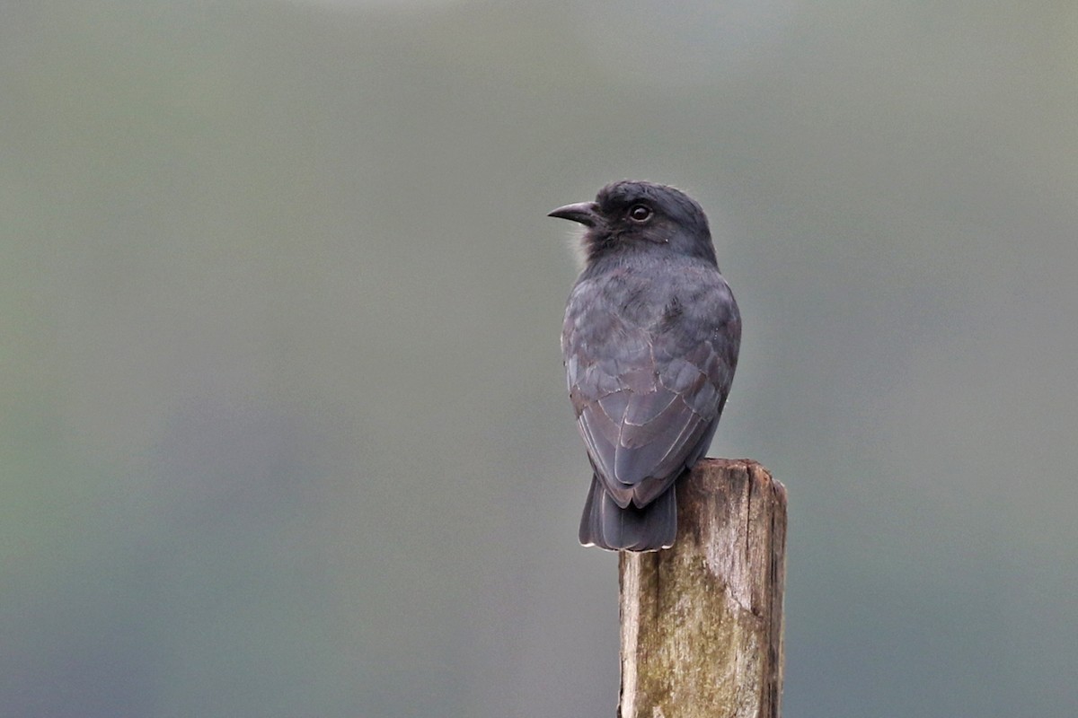 Swallow-winged Puffbird - Charley Hesse TROPICAL BIRDING
