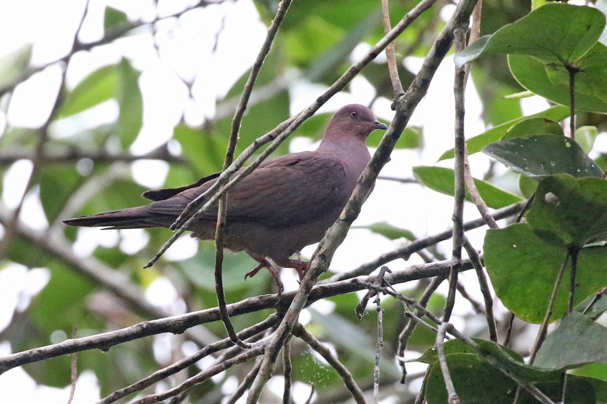 Ruddy Pigeon (Ruddy) - ML164988671