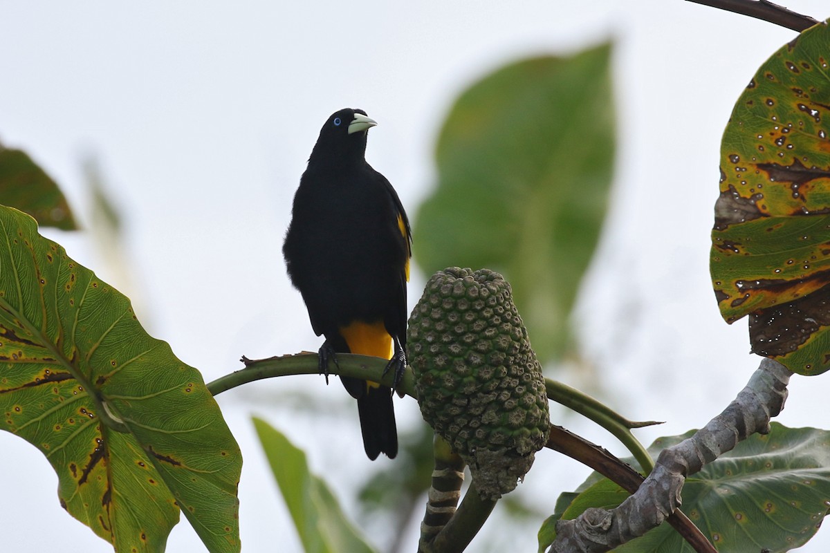 Yellow-rumped Cacique (Amazonian) - Charley Hesse TROPICAL BIRDING