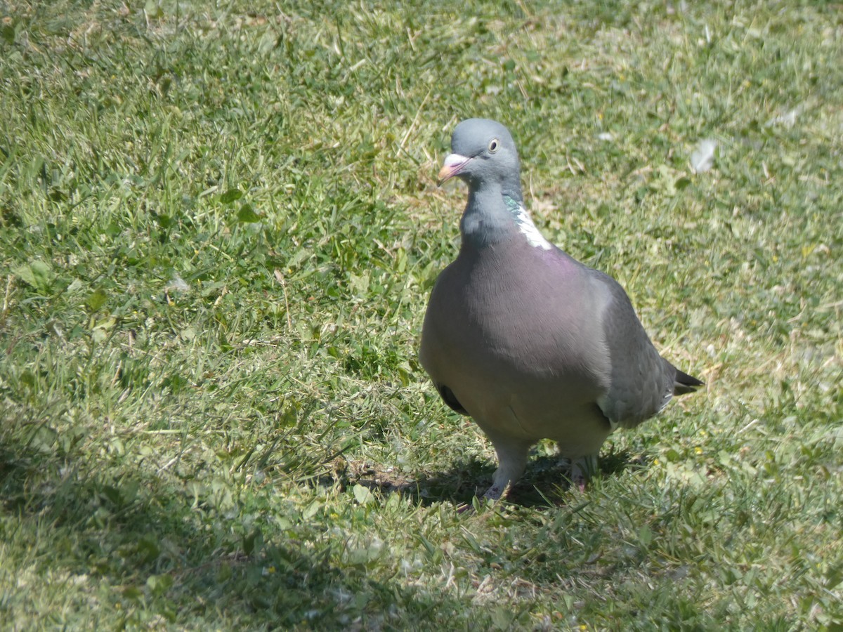 Common Wood-Pigeon - ML164989401
