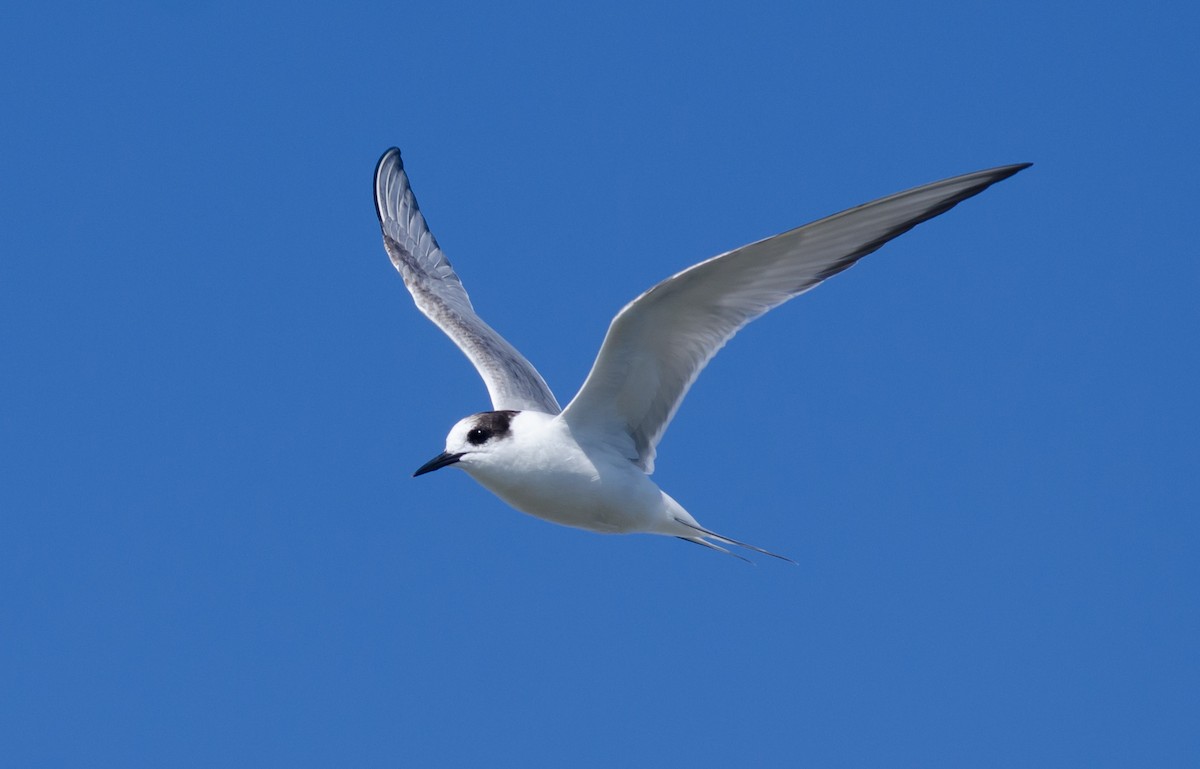 Arctic Tern - Alix d'Entremont