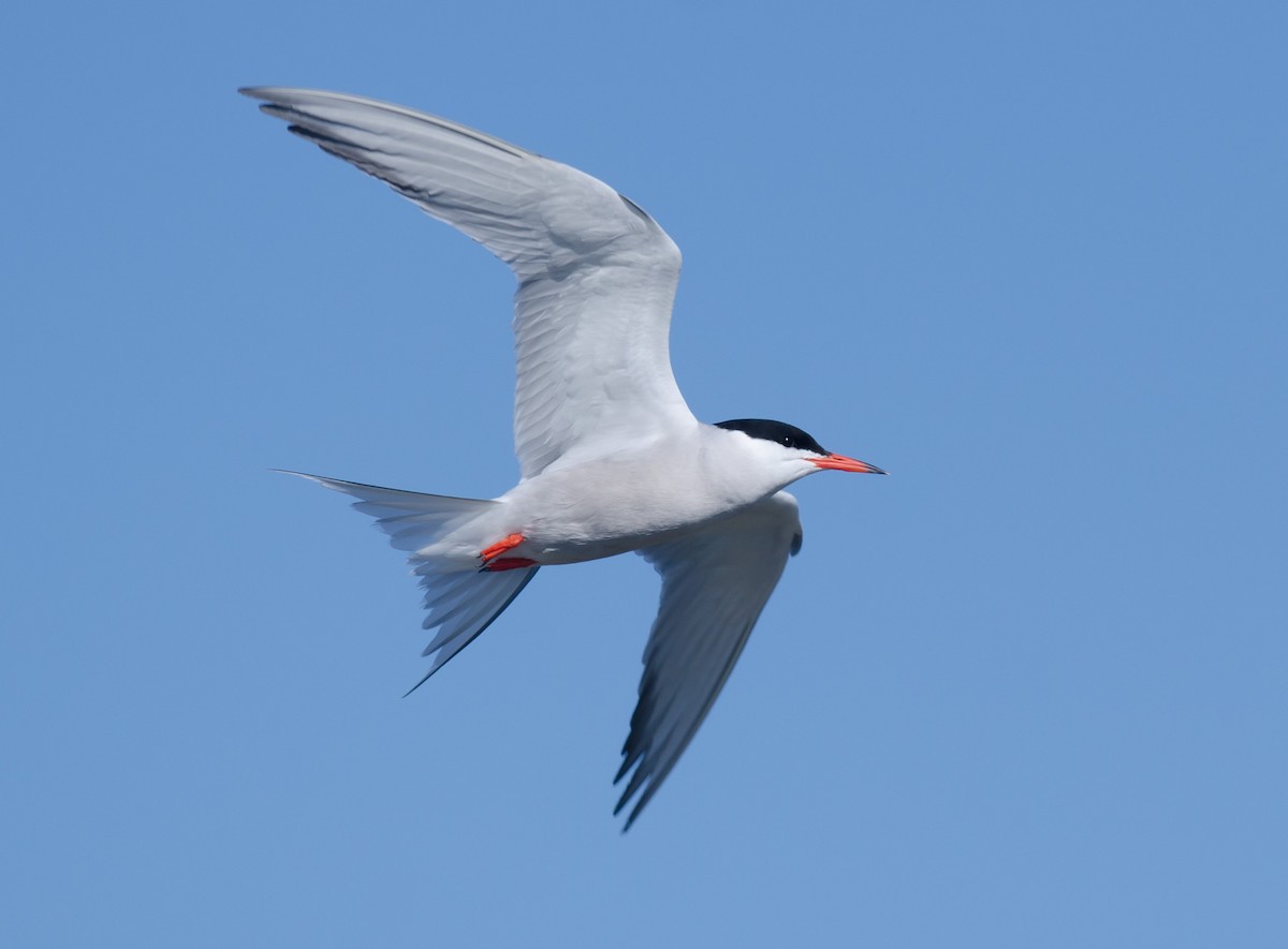 Common Tern - ML164994931
