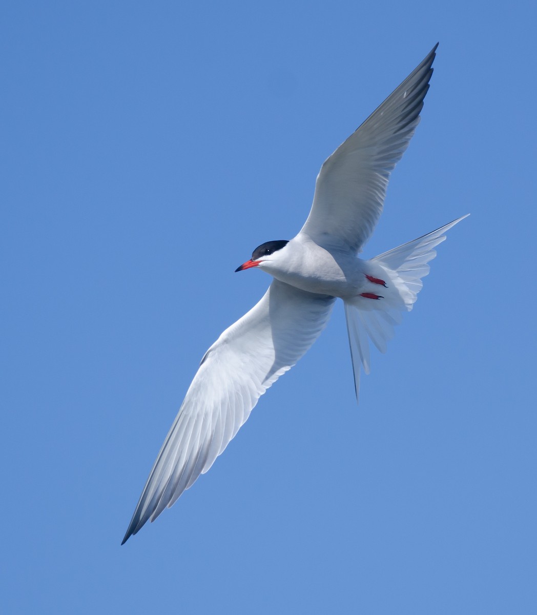 Common Tern - ML164994941