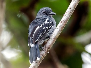  - Amazonian Antshrike