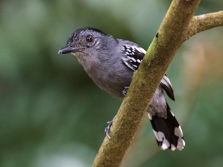 Adulte mâle - Marcos Eugênio Birding Guide - ML164997691
