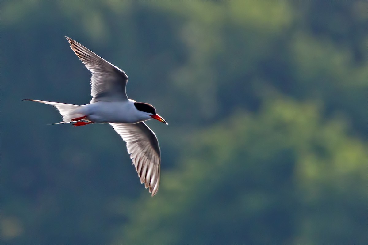 Forster's Tern - Rob Dickerson