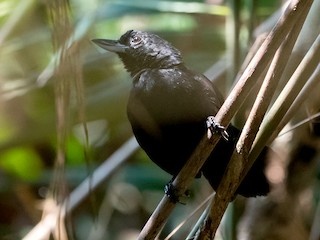 นกเพศผู้เต็มวัย - Joao Quental JQuental - ML164998271