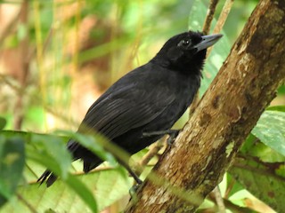  - Black Bushbird