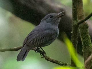  - Dusky-throated Antshrike