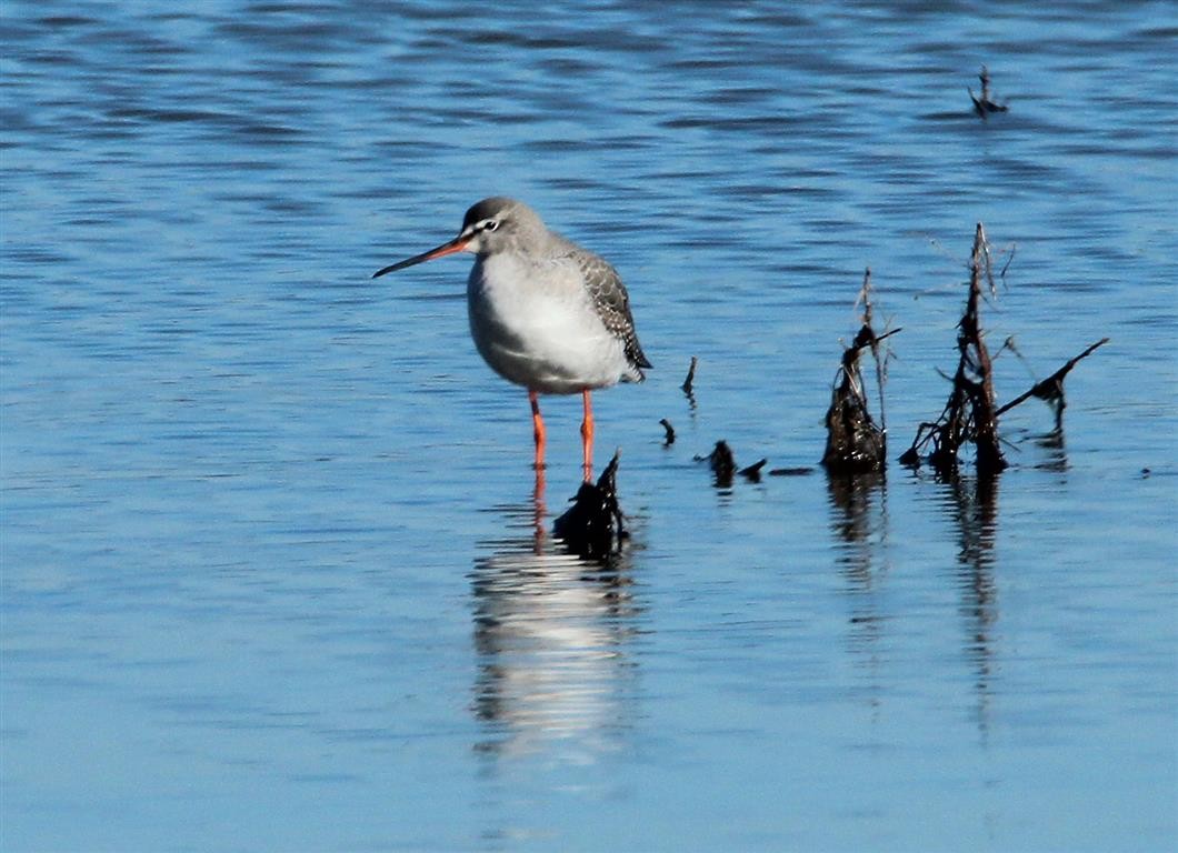 Spotted Redshank - ML165000771