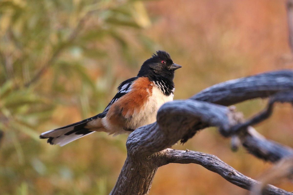 Spotted Towhee - ML165001591