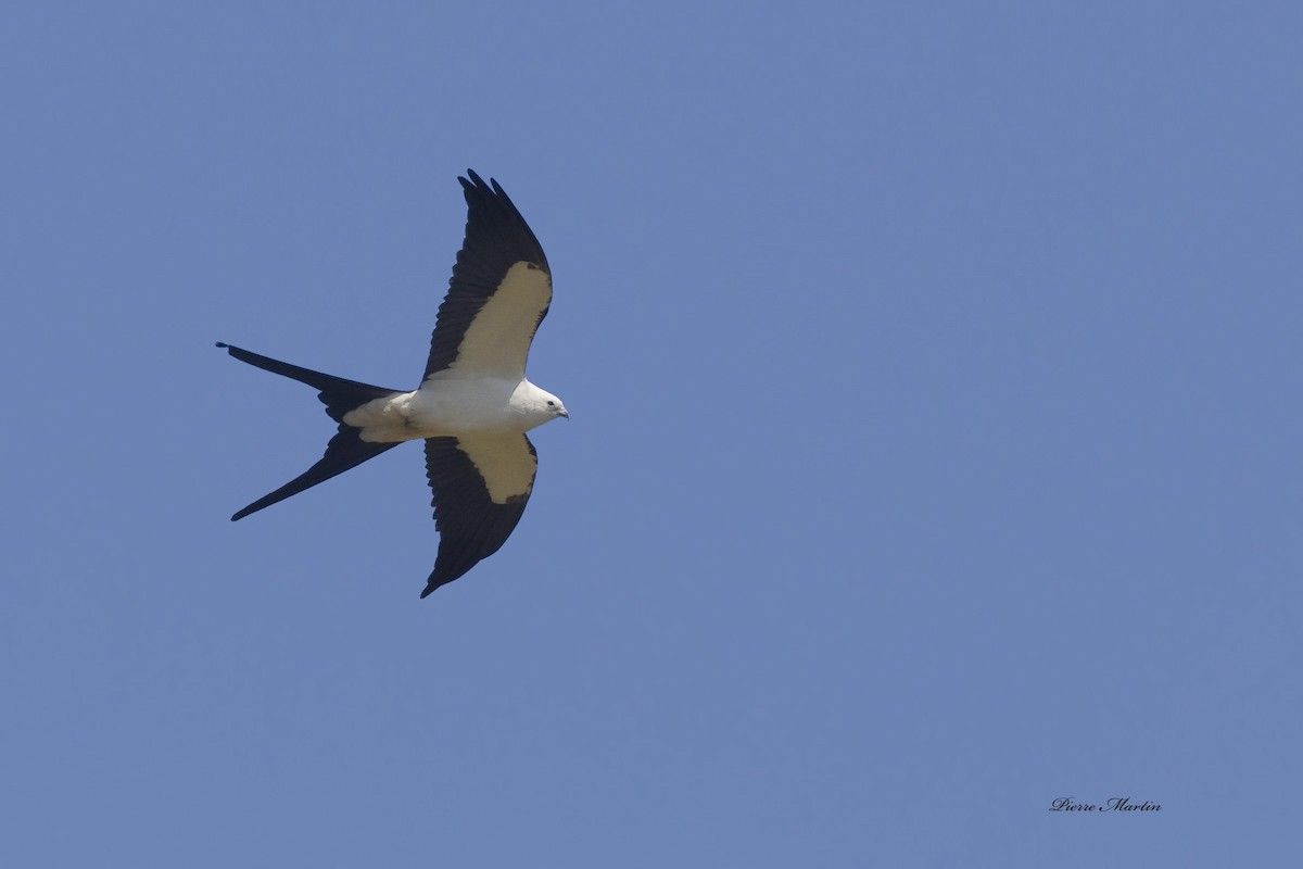 Swallow-tailed Kite - pierre martin