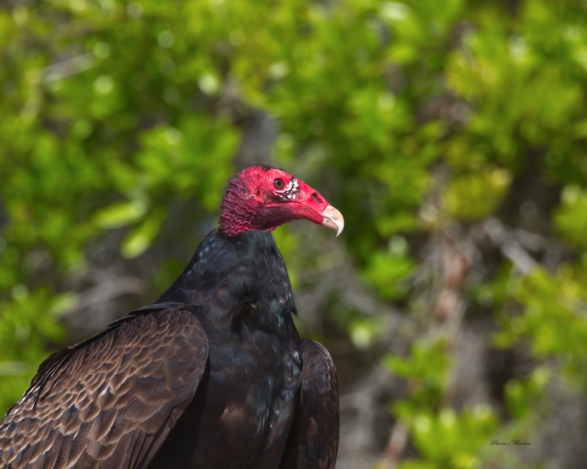 Turkey Vulture - ML165003191