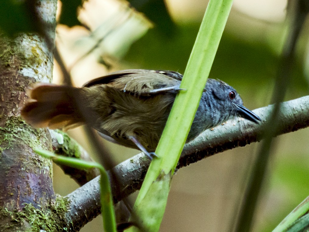 Rufous-tailed Stipplethroat - Nick Athanas