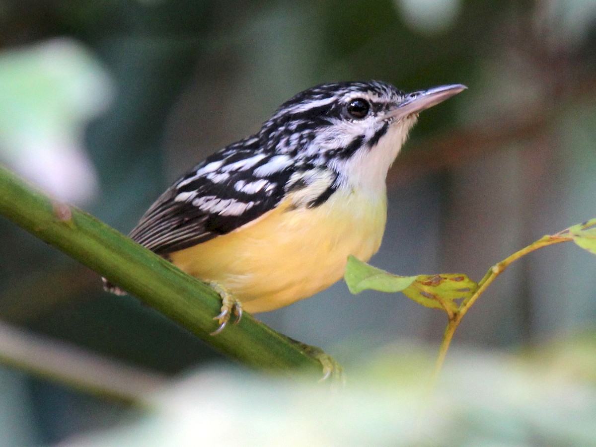 Pygmy Antwren - Myrmotherula brachyura - Birds of the World