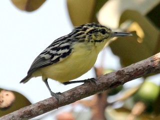 Adult male - Alexander Lees - ML165011831