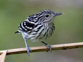  - Amazonian Streaked-Antwren