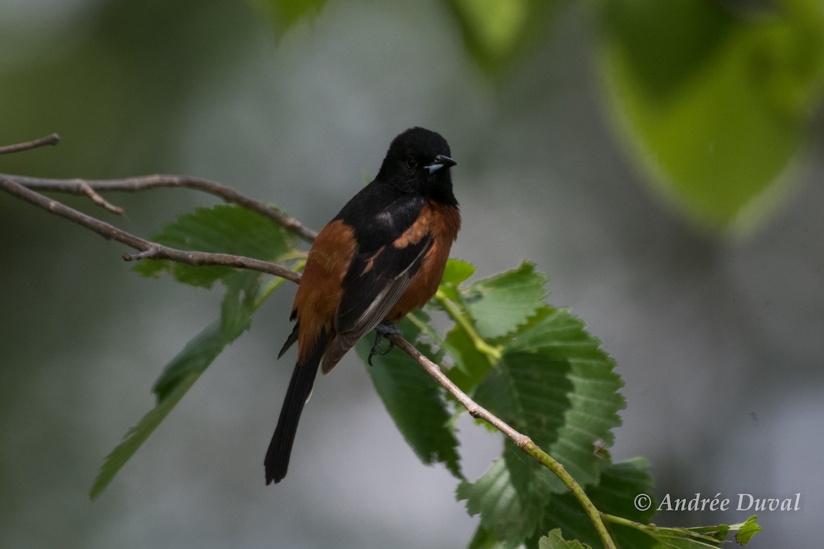 Orchard Oriole - Andrée Duval