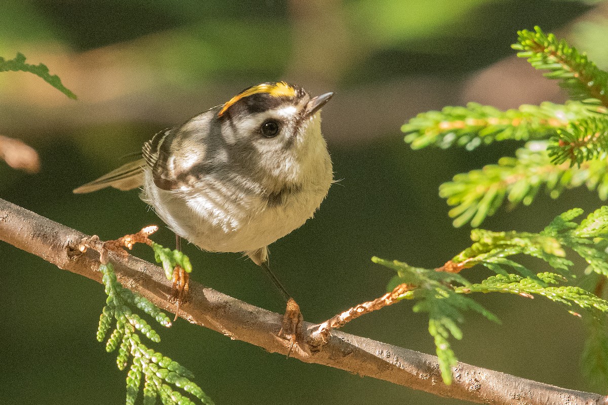 Golden-crowned Kinglet - Keith Kennedy