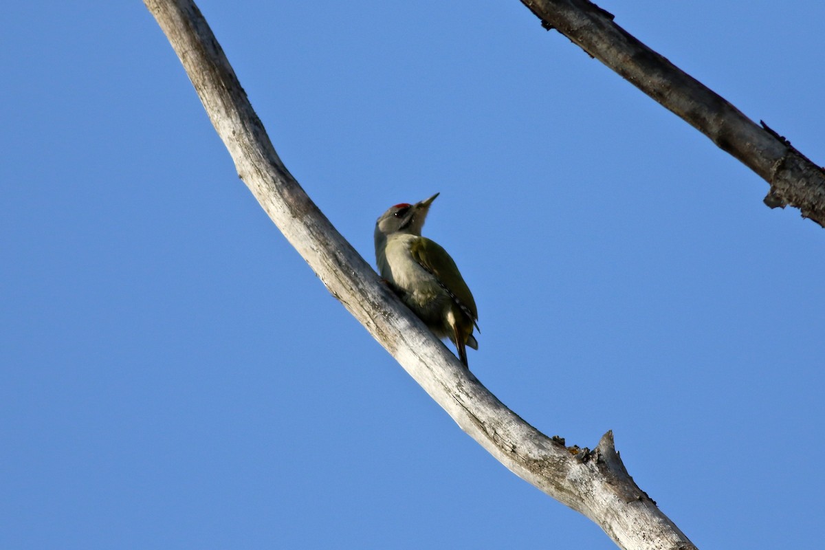 Gray-headed Woodpecker - Stefan Hirsch