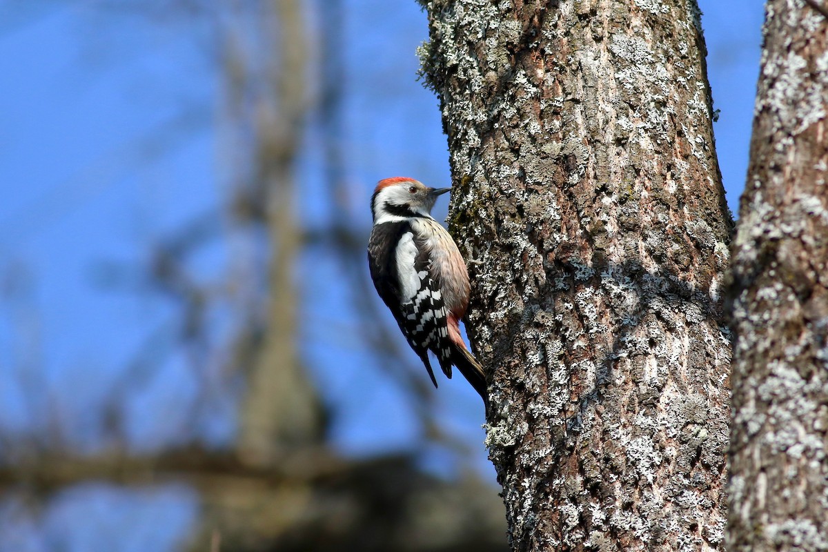 Middle Spotted Woodpecker - Stefan Hirsch