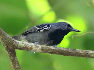 Adult male - Ian Thompson - ML165025571