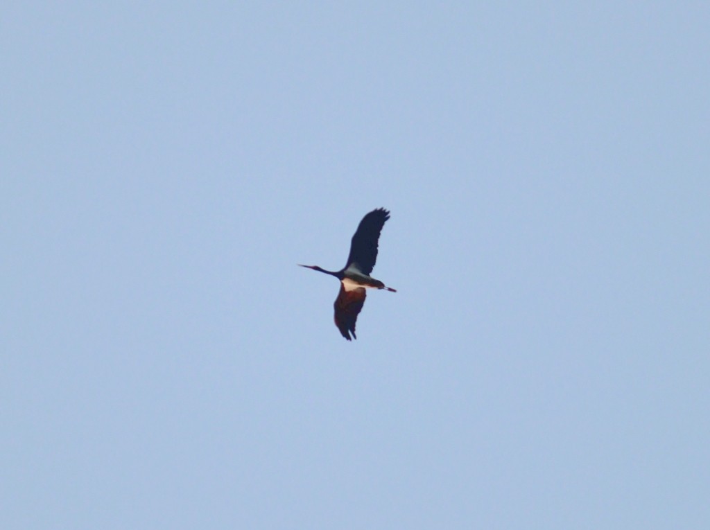 Black Stork - kautuk kamboj