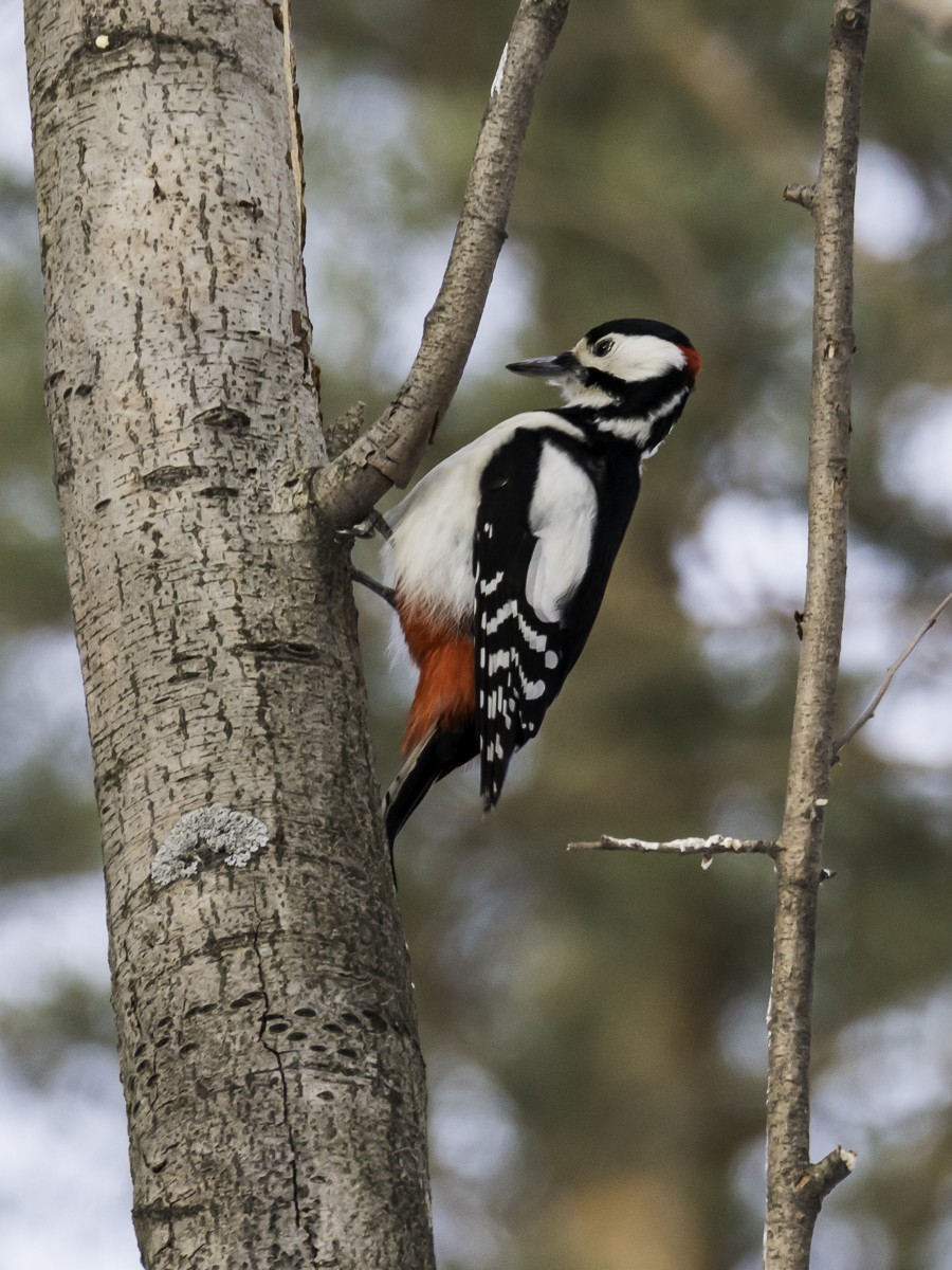 Great Spotted Woodpecker - Dina Nesterkova