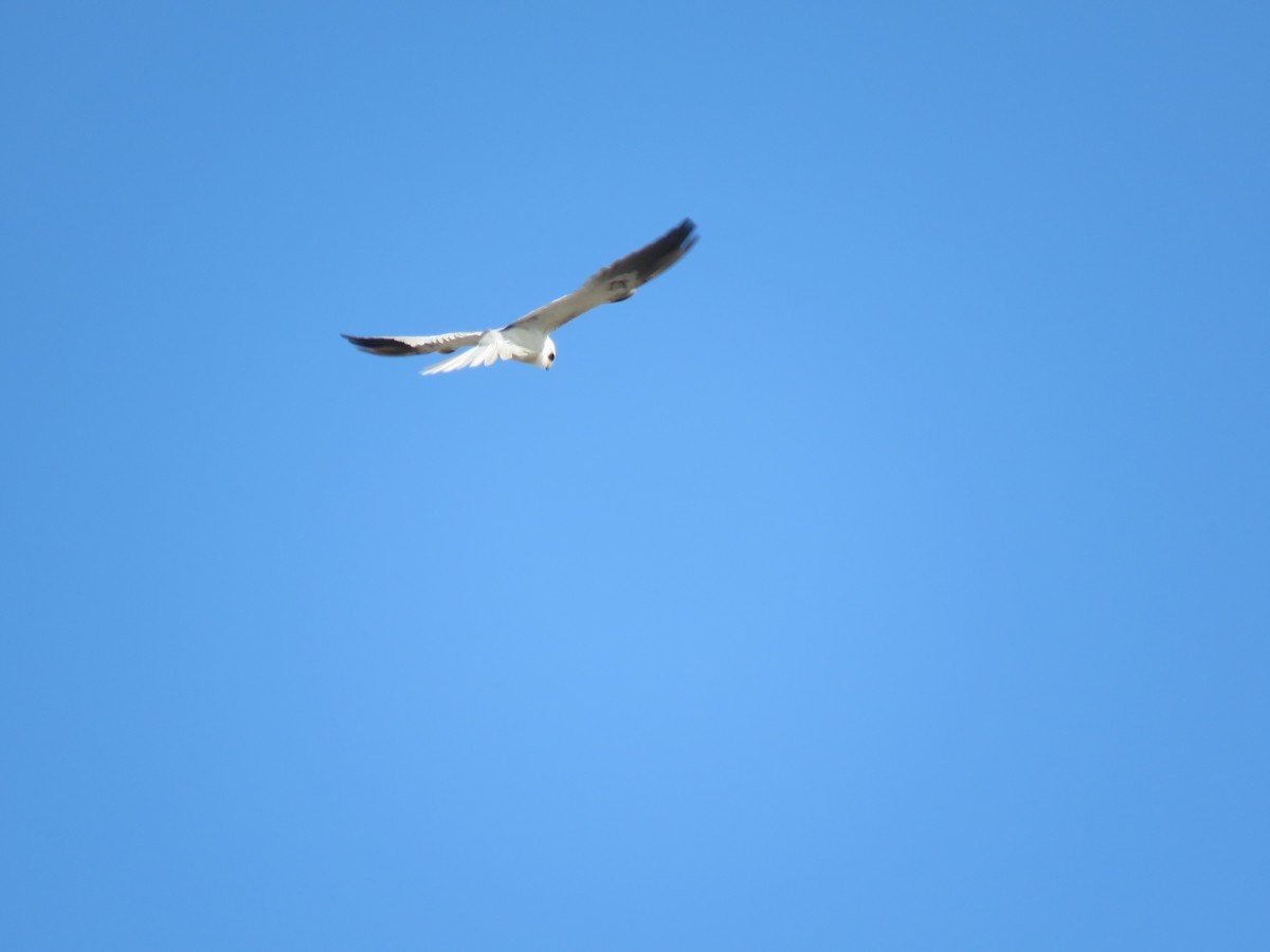 White-tailed Kite - ML165030501