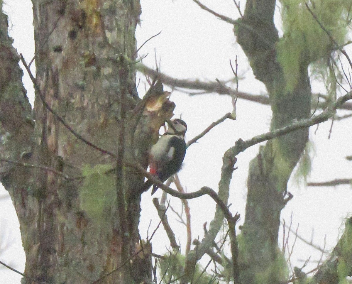 Great Spotted Woodpecker - Karen Halliday