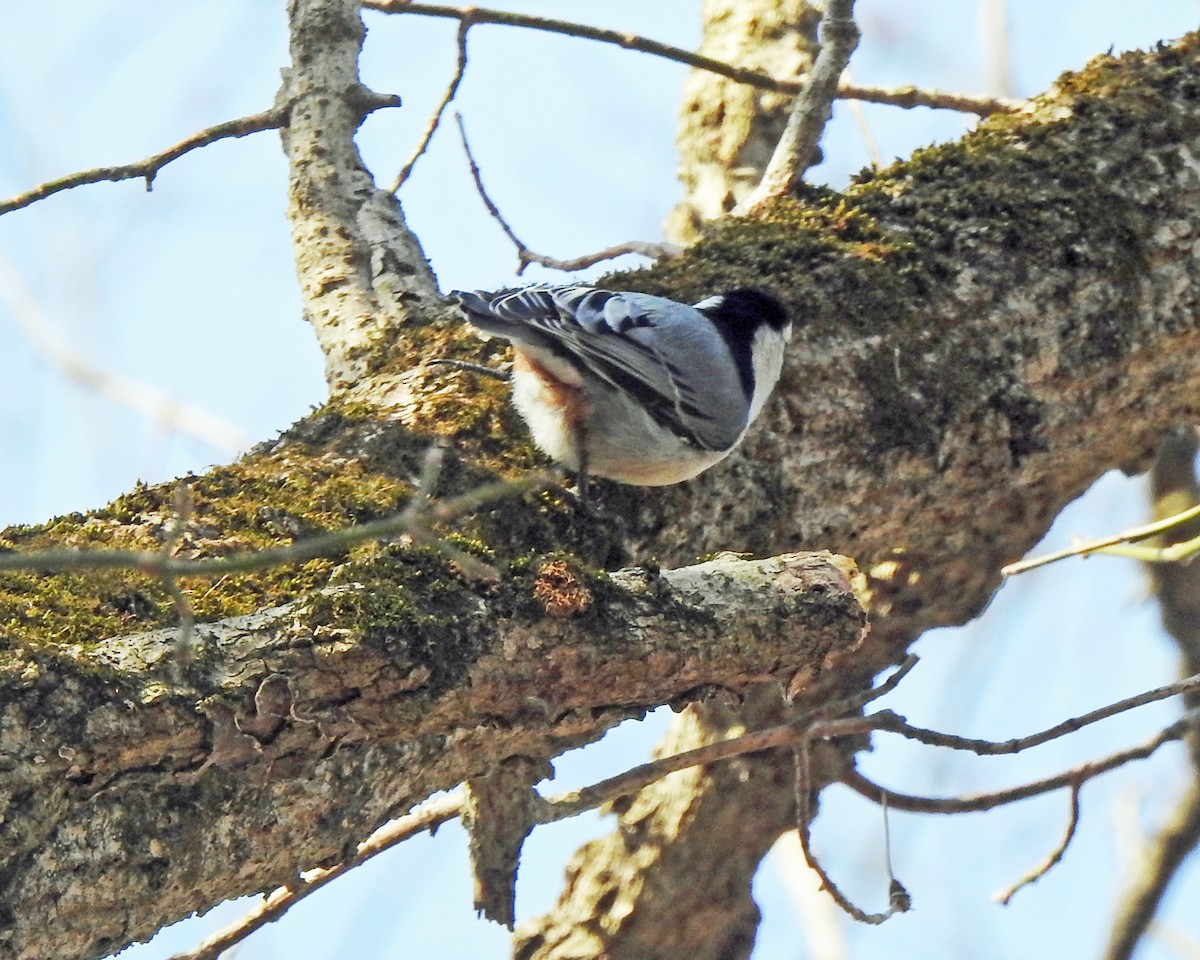 White-breasted Nuthatch - ML165036551