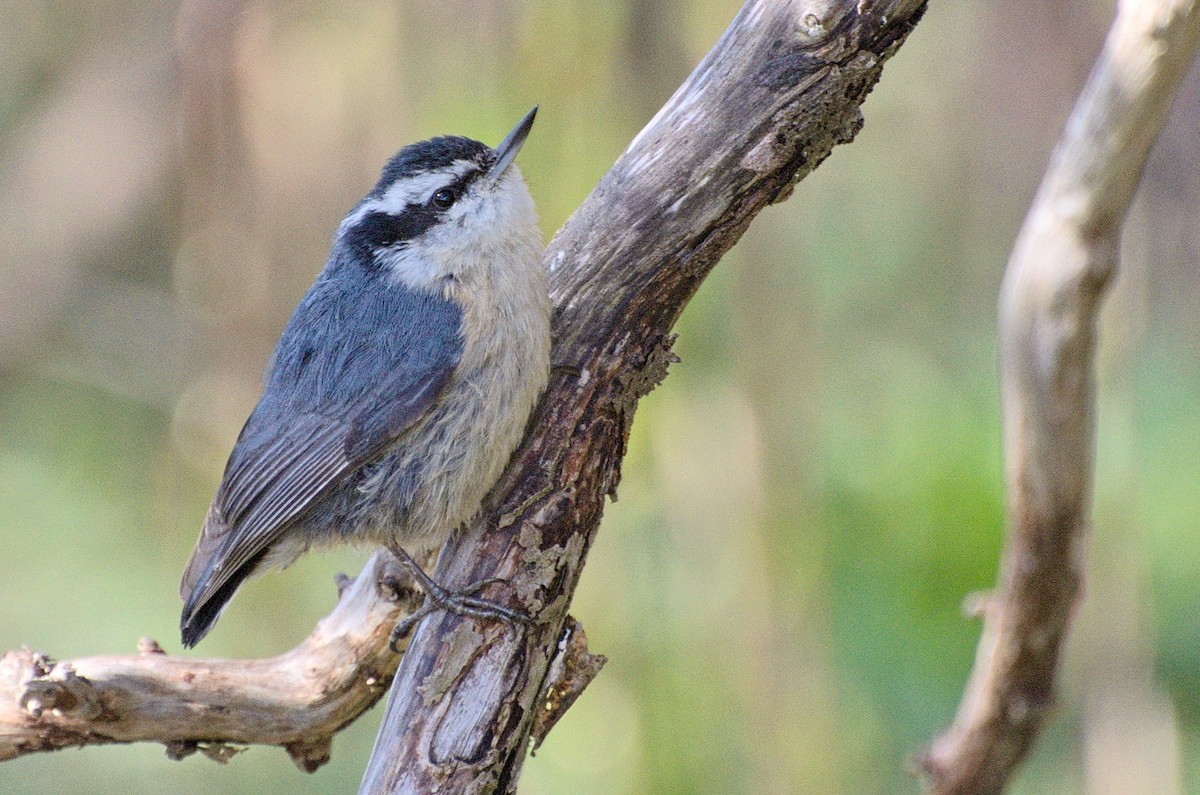 Red-breasted Nuthatch - Zeke Smith