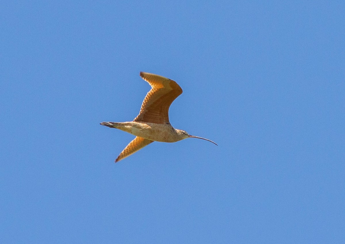 Long-billed Curlew - ML165039331