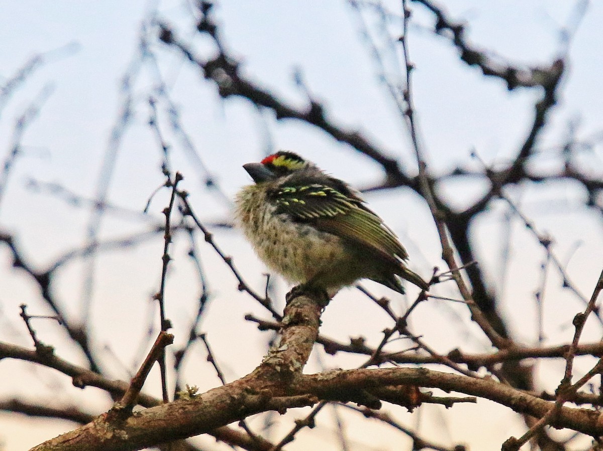 Red-fronted Barbet - Anonymous