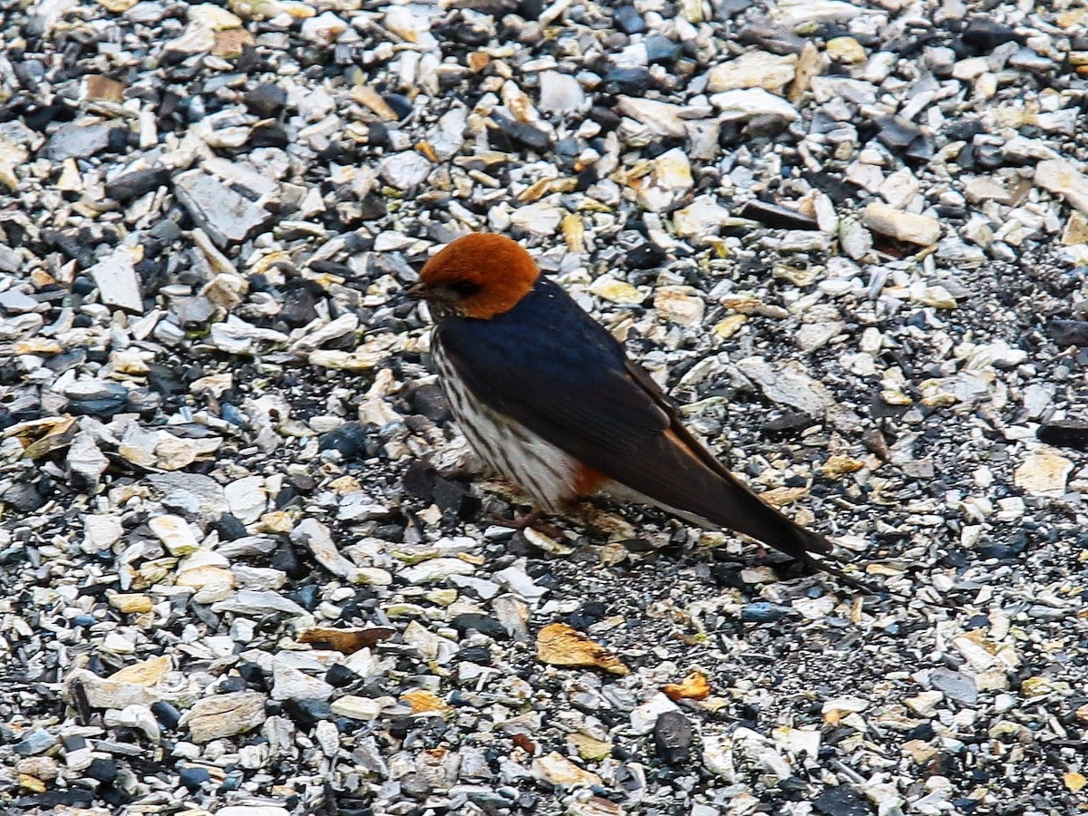 Lesser Striped Swallow - Anonymous