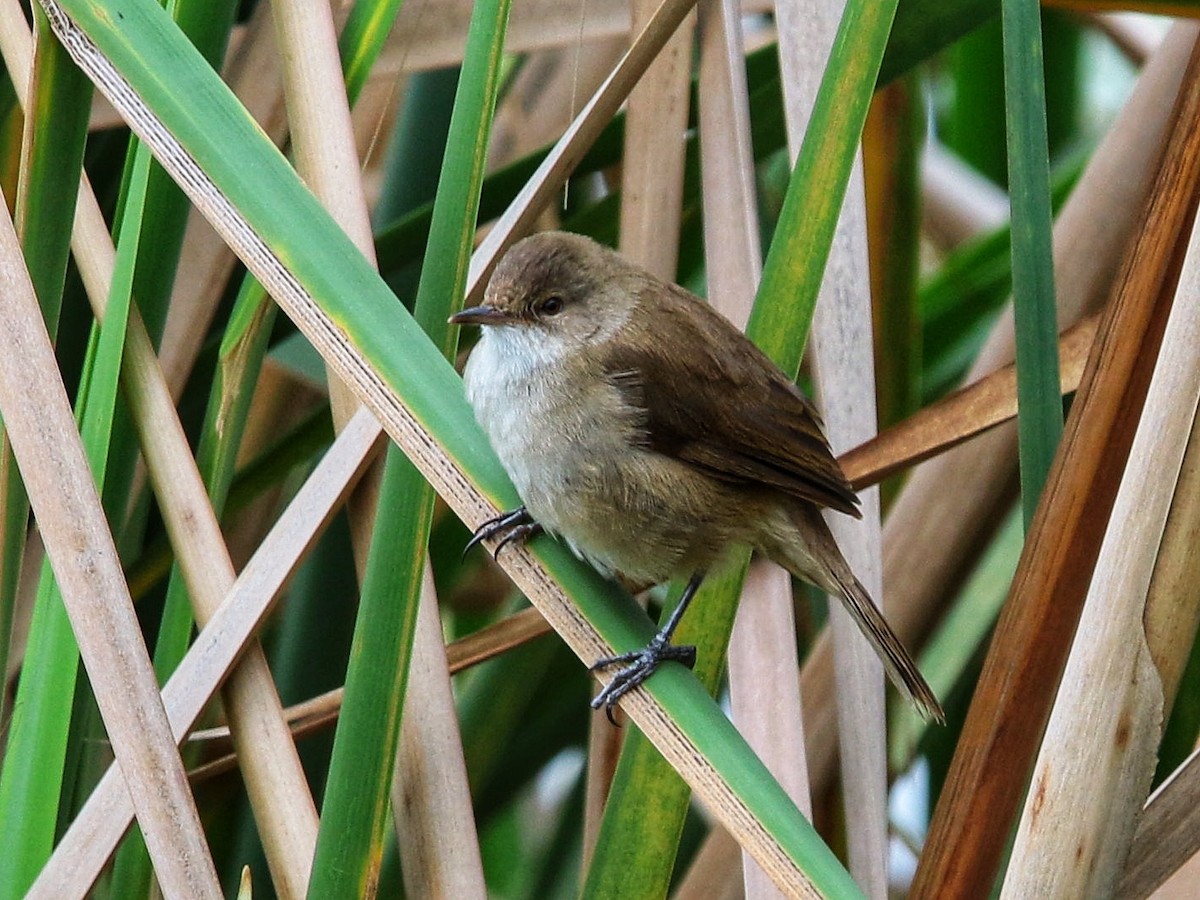 Lesser Swamp Warbler - Anonymous