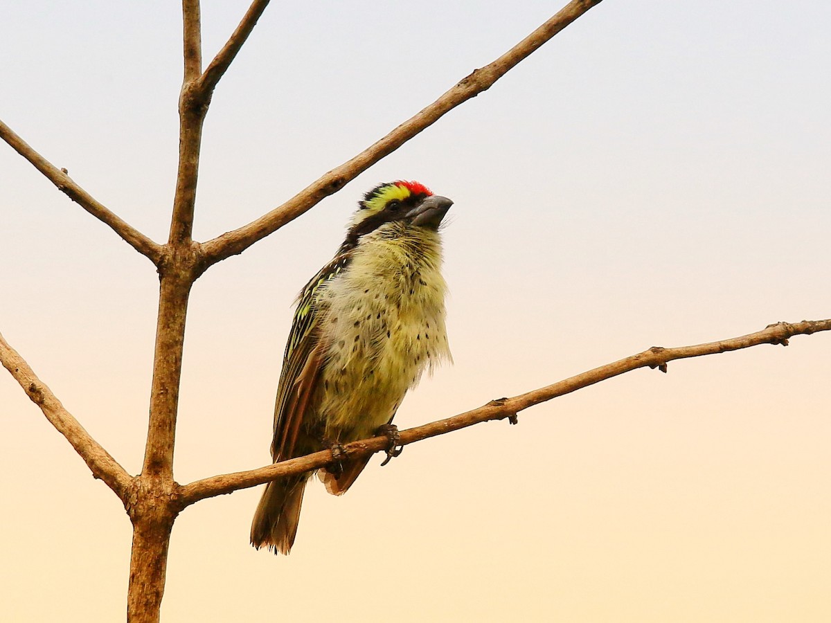 Red-fronted Barbet - ML165042281